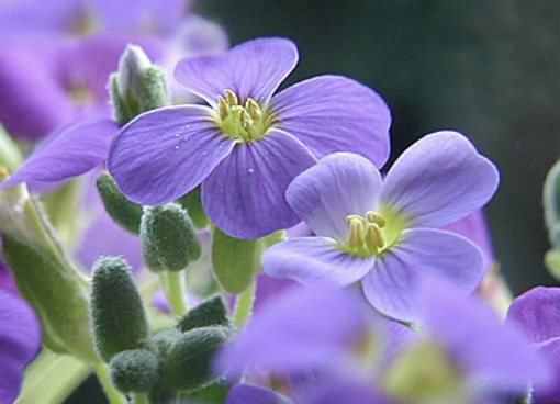 純(ｼﾞｭﾝ) 植物ピ