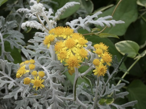 純(ｼﾞｭﾝ) 植物ピ