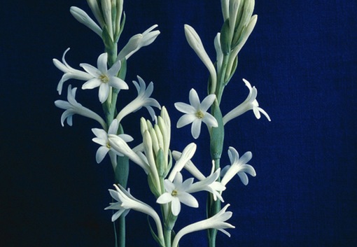 純(ｼﾞｭﾝ) 植物ピ