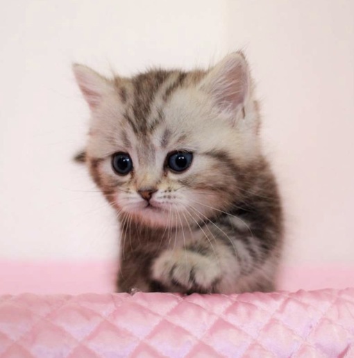 圭(ｹｲ) いちゃ甘好きですか?