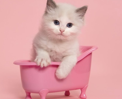 圭(ｹｲ) オススメ口臭ケア