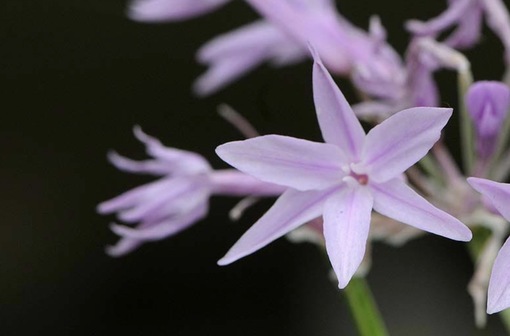 純(ｼﾞｭﾝ) 植物ピ