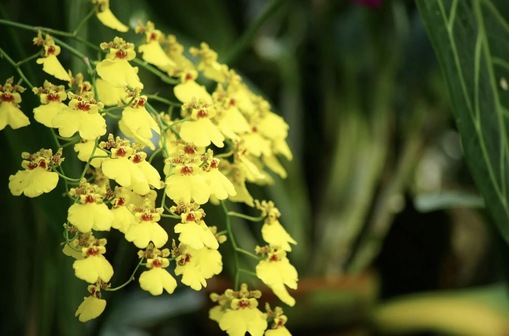 純(ｼﾞｭﾝ) 植物ピ