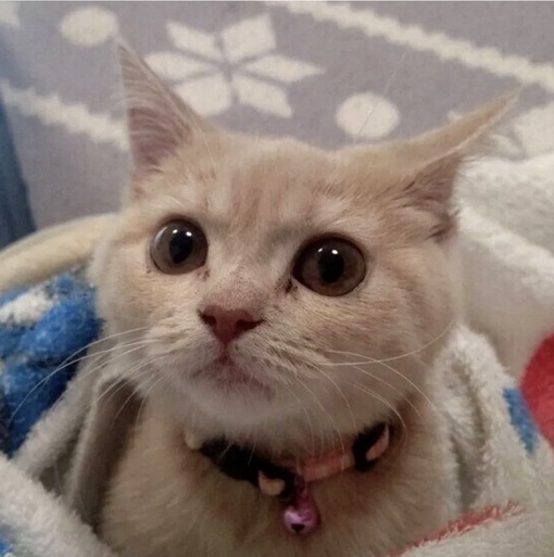 圭(ｹｲ) 既読無視未読無視