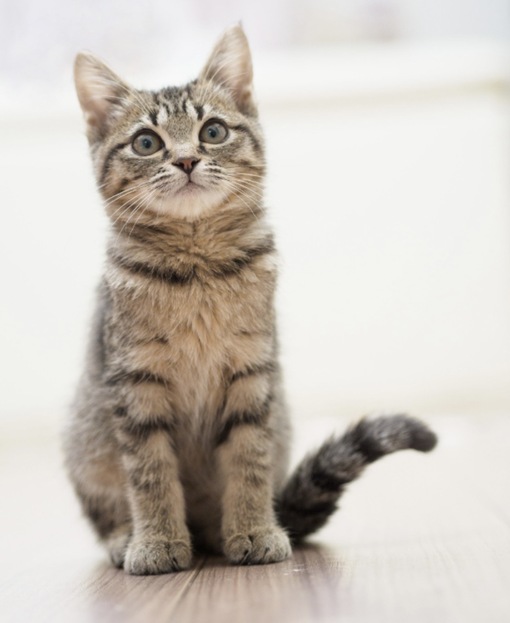 圭(ｹｲ) 塩対応