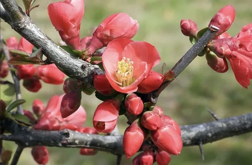 純(ｼﾞｭﾝ) 植物ピ