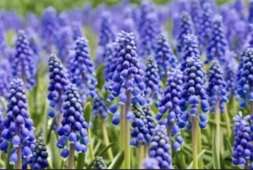 純(ｼﾞｭﾝ) 植物ピ