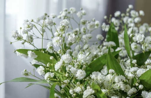 純(ｼﾞｭﾝ) 植物ピ