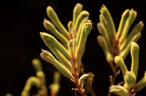 純(ｼﾞｭﾝ) 植物ピ