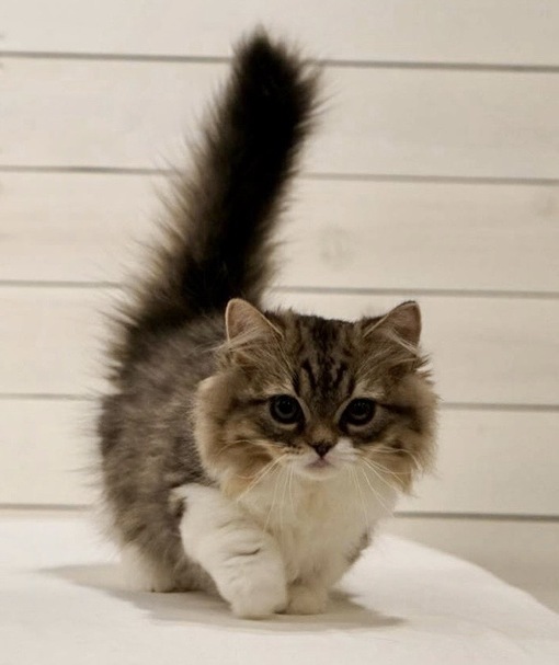 圭(ｹｲ) セラピの喘ぎ声