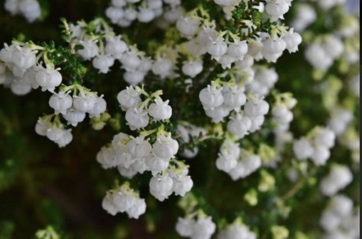 純(ｼﾞｭﾝ) 植物ピ