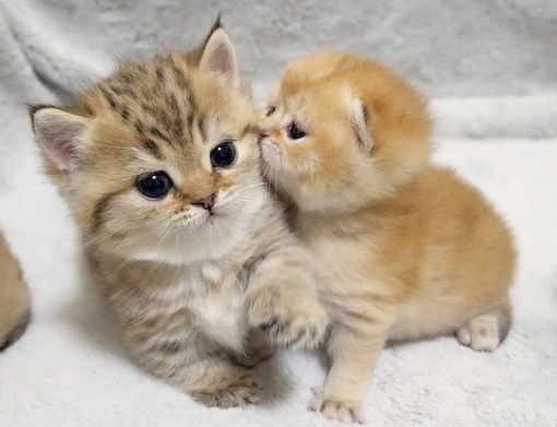 圭(ｹｲ) 泊まりで朝性感