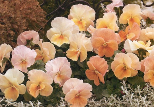 純(ｼﾞｭﾝ) 植物ピ