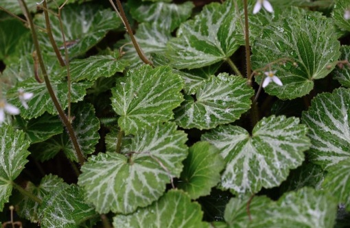 純(ｼﾞｭﾝ) 植物ピ