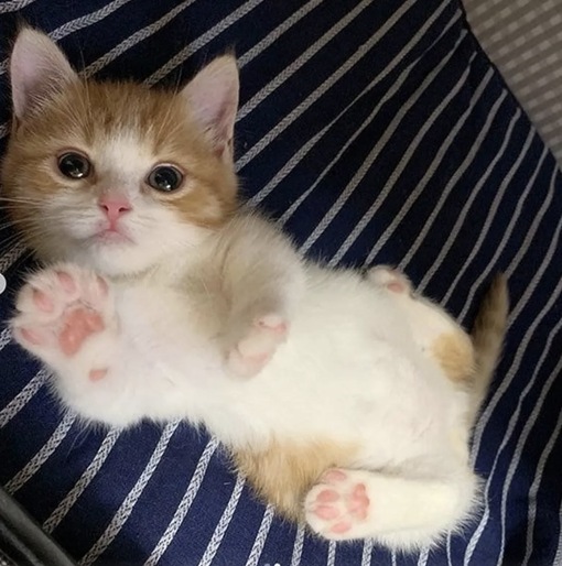 圭(ｹｲ) 推しが人気が出たら