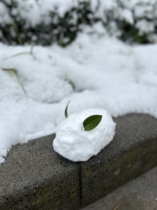 隆志(ﾀｶｼ) 昨日のユキウサ