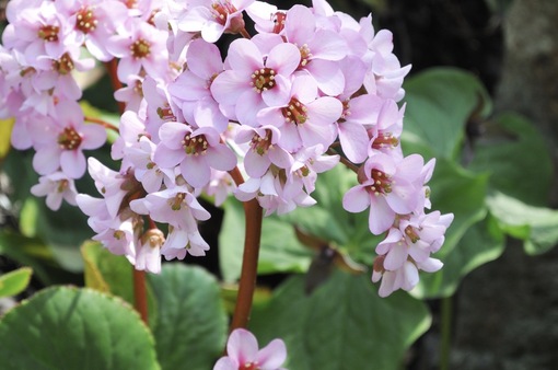 純(ｼﾞｭﾝ) 植物ピ