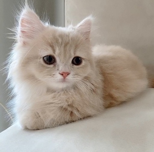 圭(ｹｲ) セラピストの誕生日