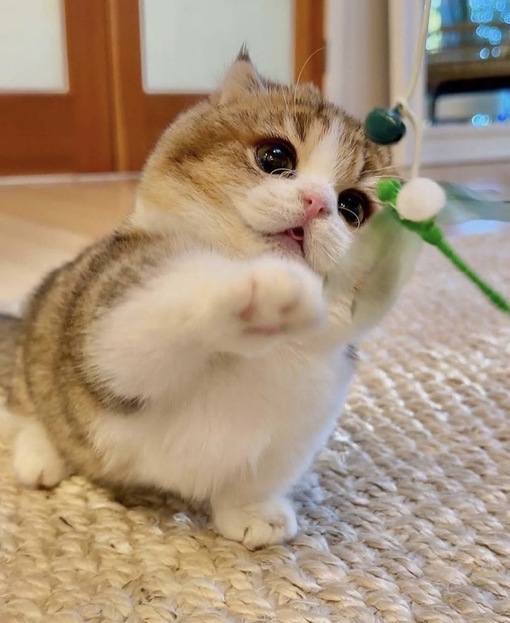 圭(ｹｲ) 腟内ケア