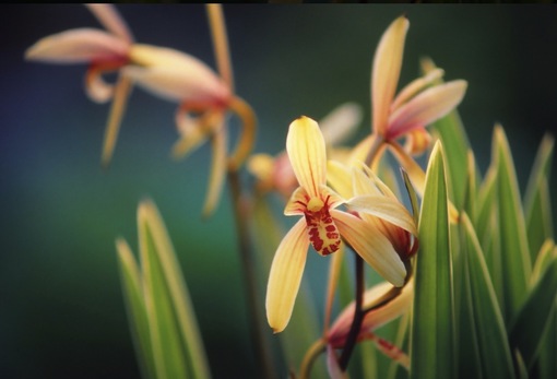 純(ｼﾞｭﾝ) 植物ピ