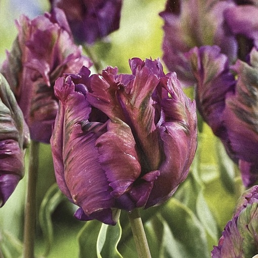 純(ｼﾞｭﾝ) 植物ピ