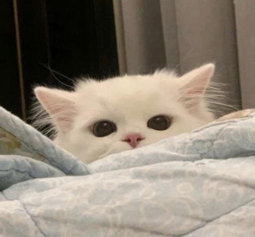 圭(ｹｲ) セラピからの会いたい