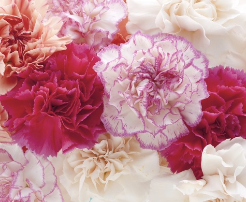 純(ｼﾞｭﾝ) 植物ピ