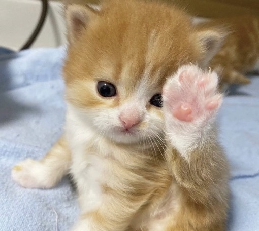 圭(ｹｲ) 女の子の日