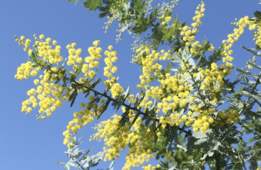 純(ｼﾞｭﾝ) 植物ピ