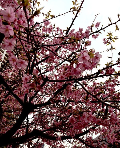 尚斗(ﾅｵﾄ) 🌸？