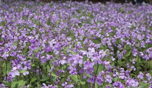 純(ｼﾞｭﾝ) 植物ピ