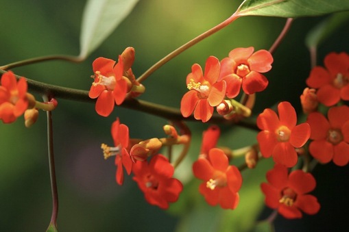 純(ｼﾞｭﾝ) 植物ピ