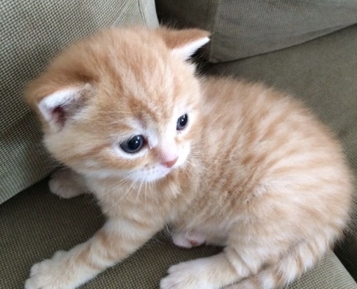 圭(ｹｲ) 神客とは?