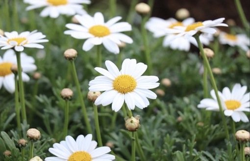 純(ｼﾞｭﾝ) 植物ピ