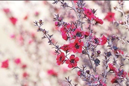 純(ｼﾞｭﾝ) 植物ピ