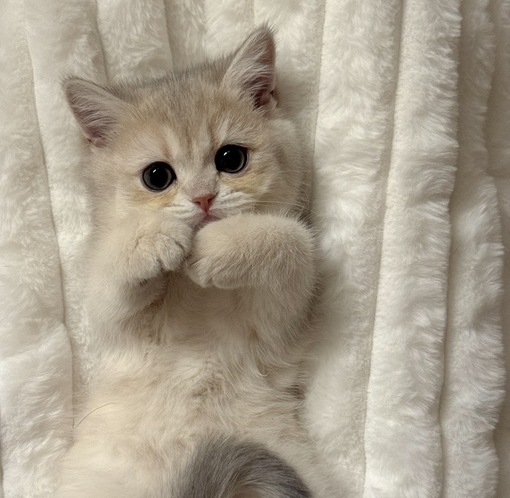 圭(ｹｲ) 口開け?ラスト?