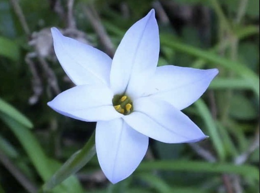 純(ｼﾞｭﾝ) 植物ピ