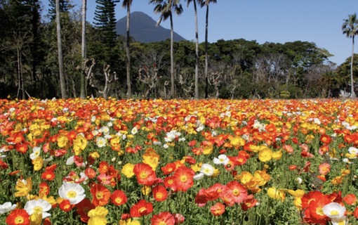 純(ｼﾞｭﾝ) 植物ピ