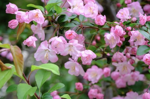 純(ｼﾞｭﾝ) 植物ピ