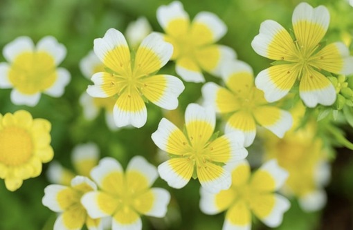 純(ｼﾞｭﾝ) 植物ピ