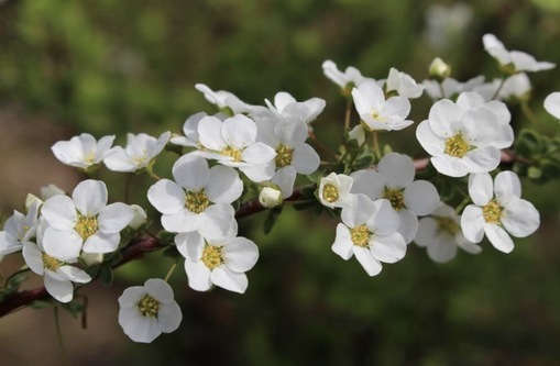 純(ｼﾞｭﾝ) 植物ピ