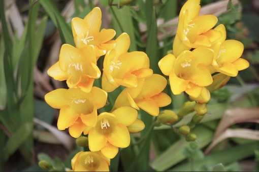 純(ｼﾞｭﾝ) 植物ピ