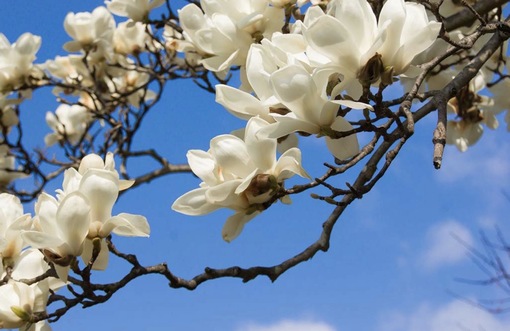 純(ｼﾞｭﾝ) 植物ピ