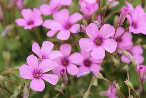 純(ｼﾞｭﾝ) 植物ピ