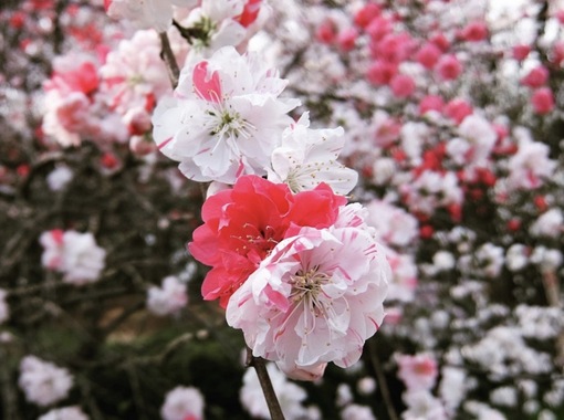 純(ｼﾞｭﾝ) 植物ピ