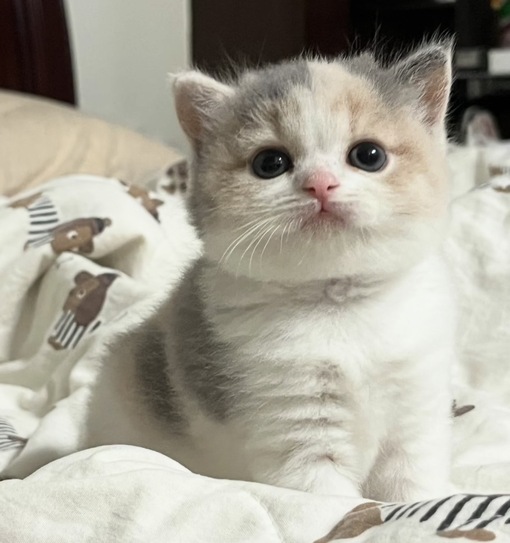 圭(ｹｲ) オススメ事後飯