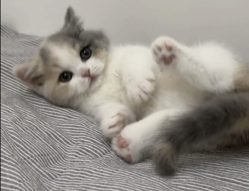 圭(ｹｲ) オートリピ