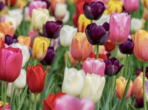 純(ｼﾞｭﾝ) 植物ピ