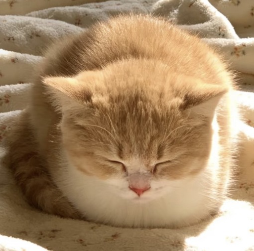 圭(ｹｲ) キスマと噛み跡