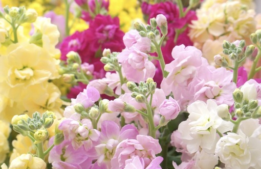 純(ｼﾞｭﾝ) 植物ピ